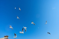 Flock of birds in sky on sunny day