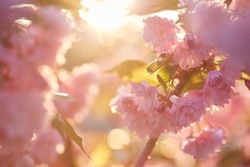 Springtime background with pink blossom. Beautiful nature scene with blooming sakura tree. Shallow depth of field.