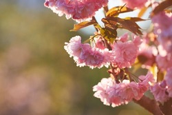 Beautiful Japanese cherry blossom with deep pink flower buds and young booming flowers. bokeh background. Shallow depth of field for dreamy feel.