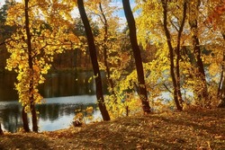 beautiful landscape of golden autumn forest edge with birches and water beautiful reflection of trees