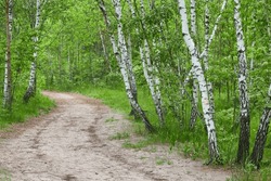 The footpath goes through birch grove. Summer natural background