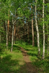 The footpath goes through birch grove. Summer natural background