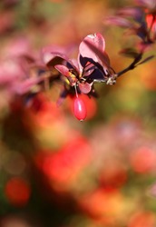 The beautiful red berries of the barberry photographed in close-up