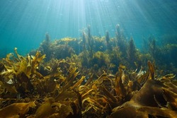 Algae on the ocean floor and natural sunlight underwater seascape in the ocean, Eastern Atlantic, Spain, Galicia