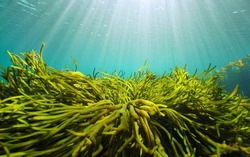 Green algae and natural sunlight underwater seascape in the ocean (seaweeds Codium tomentosum), Eastern Atlantic, Spain, Galicia