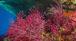 Red gorgonian soft coral (Paramuricea clavata) underwater in the Mediterranean sea, Costa Brava, Spain