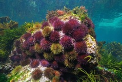 Group of sea urchins underwater ( purple sea urchin  Paracentrotus lividus), eastern Atlantic Ocean, Spain, Galicia