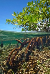 Mangrove tree in the sea, foliage and roots split level view over and under water surface in the Caribbean ( red mangrove Rhizophora mangle )
