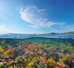Ocean seascape, colorful algae underwater and blue sky with cloud, split level view over and under water surface, Atlantic ocean