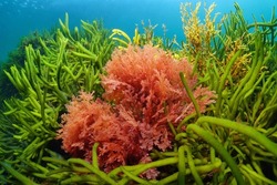 Red alga Plocamium cartilagineum and green alga Codium tomentosum, underwater in the Atlantic ocean, Spain