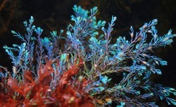 Rainbow wrack alga Cystoseira tamariscifolia, underwater in the Atlantic ocean, Spain