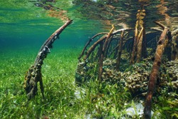 Mangrove underwater with sea life in the roots, Atlantic ocean, Bahamas