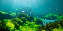 Green seaweed with fish, natural underwater seascape in the Atlantic ocean, Spain, Galicia, Rias Baixas
