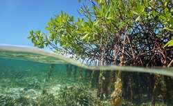 Mangrove trees roots, Rhizophora mangle, above and below the water in the Caribbean sea, Panama, Central America