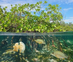 Mangrove above and below water surface, half and half, with fish and a jellyfish underwater, Caribbean sea