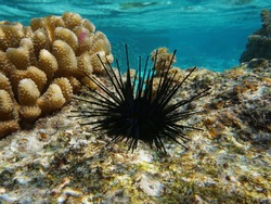 Sea urchin Echinothrix diadema, commonly called diadema urchin or blue-black urchin, underwater in the lagoon of Moorea, Pacific ocean, French Polynesia