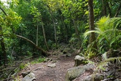 Footpath in the jungle on the north of Huahine Nui island, Maeva, French Polynesia, south Pacific, Oceania