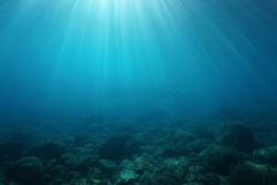 Natural sunbeams underwater with rocks on the seabed and a shoal of small fish, Mediterranean sea, Cote d'Azur, France
