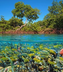Split image above and below water surface with mangrove and a shoal of tropical fish with sea sponges underwater, Caribbean sea, Panama