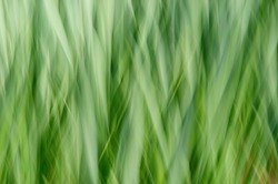 Abstract daffodil greens created using ICM (intentional camera movement)