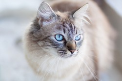 Domestic cat with turquoise blue eyes.