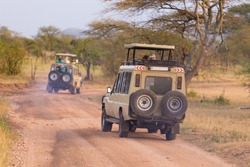Open roof 4x4  safari jeeps on african wildlife safari. 