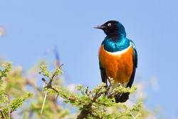 Superb Starling Bird, Lamprotornis superbus, formerly known as Spreo superbus, can commonly be found in East Africa, including Ethiopia, Somalia, Uganda, Kenya, and Tanzania.