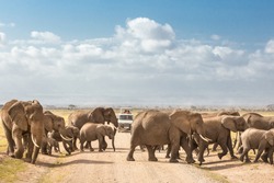Tourists on safari watching and taking photos of big hird of wild elephants crossing dirt roadi in Amboseli national park, Kenya. Peak of Mount Kilimanjaro in clouds in background.