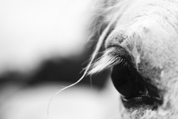 Detail of a white horse'e eye