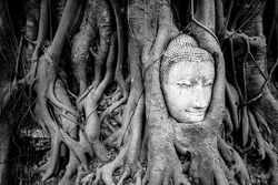 Head of Sandstone Buddha overgrown by Banyan Tree,  Ayutthaya historical park, Thailand.