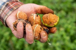 A man holds a whole walnut in his hands. Selective focus, noise. Harvesting. Whole walnut, healthy organic food concept