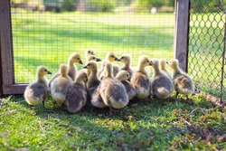 The little geese crowded into the cages. Selective focus, noise. Geese on the street eating grass. Agriculture concept