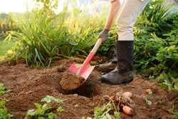 Woman shod in boots digs potatoes in her garden. Growing organic vegetables herself.