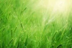 Green wheat field on sunny day. Natural background. Harvest concept.