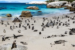 African penguins or Black-footed penguin - Spheniscus demersus - at the Boulders Beach, Cape Town, South Africa