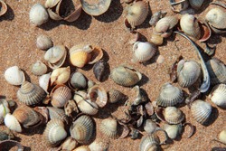 Sea coast with beautiful seashells