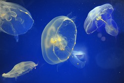 School of moon jellyfish against blue background