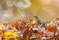 Robin bird in a autumn setting