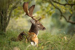 Fallow deer during the rutting season 