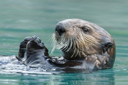 Sea otter close up portrait