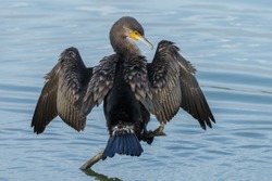 The great cormorant (Phalacrocorax carbo) drying his feathers.