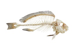Fish bone isolated on white background