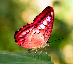 red butterfly on a green leaf