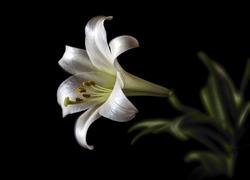A single solitary bloom of a Lilium longiflorum also called Easter or November Lily. Presented in low key on black. Room for copy space.  