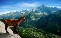 a mountain goat looks at the landscape