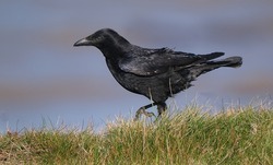 A crow is a bird of the genus Corvus, or more broadly a synonym for all of Corvus. Crows are generally black in colour.