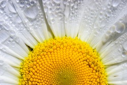 Close up at a blooming Oxeye daisy flower with water drops