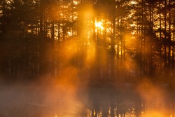 The sun shines through the forest at a misty morning