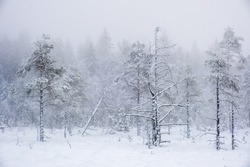 Wintry pine forest on a snowy bog