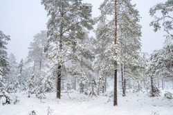 Pine trees in a snowy forest a winter day